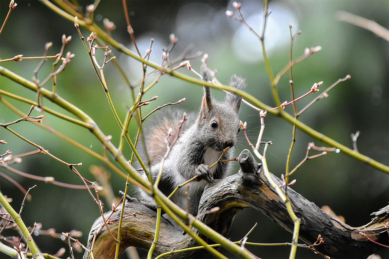 Ezo squirrel