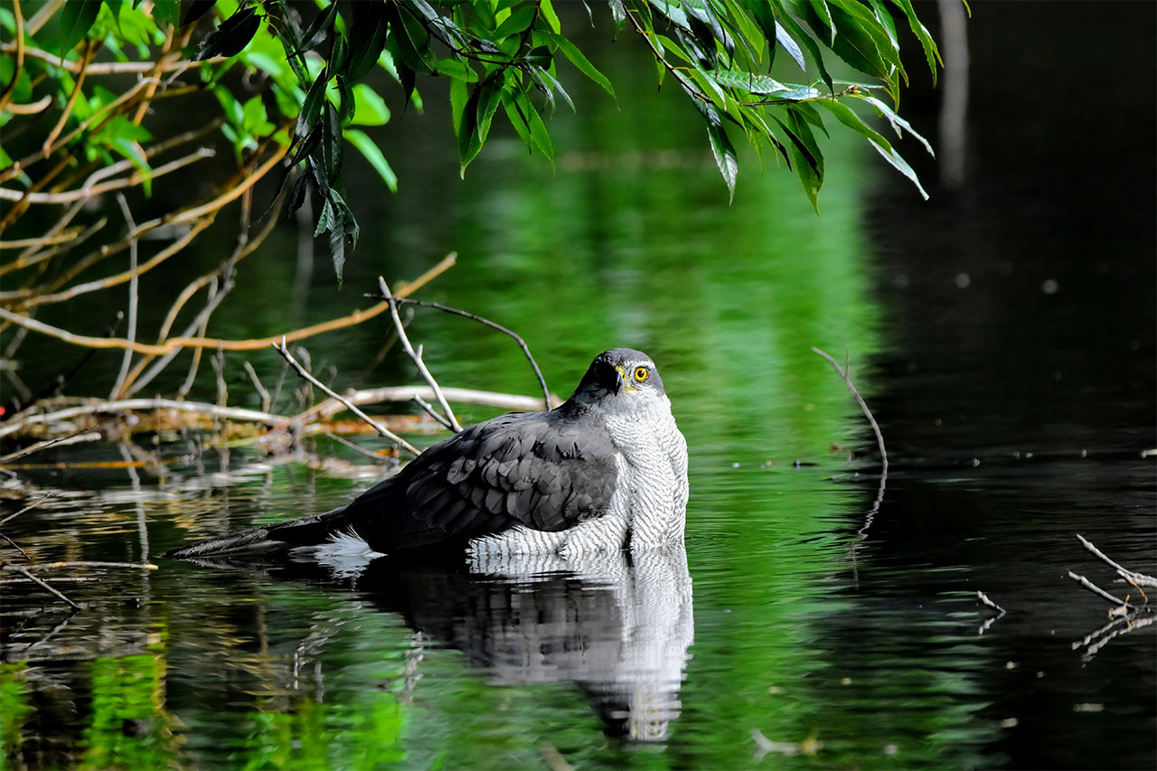 Northern Goshawk